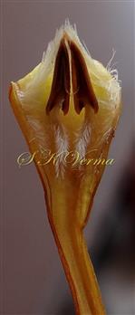  Stamens